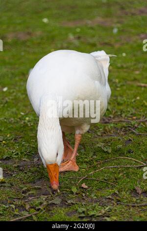 Nahaufnahme der Emden-Gänse. Einzelportrait einer Gans mit orangefarbenem Schnabel und blauem Auge Stockfoto