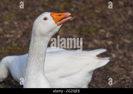 Nahaufnahme der Emden-Gänse. Eine Porträtaufnahme einer einzigen Gans, die einen offenen Orangenschnabel zeigt und Zähne spucken, die das verteidigende Nest verteidigen Stockfoto