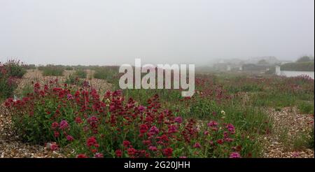Einheimische Pflanzen wachsen in Kies und Kieselsteinen am Strand von Aldwick Bay im frühen Morgennebel. Stockfoto