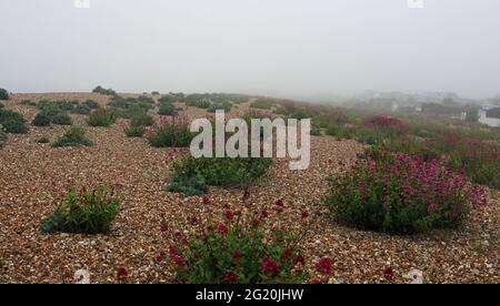 Einheimische Pflanzen wachsen in Kies und Kieselsteinen am Strand von Aldwick Bay im frühen Morgennebel. Stockfoto