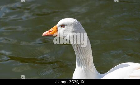 Nahaufnahme der Emden-Gänse. Einzelportrait einer Gans mit orangefarbenem Schnabel und blauem Auge Stockfoto