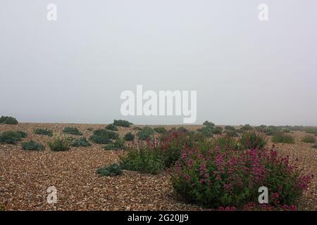 Einheimische Pflanzen wachsen in Kies und Kieselsteinen am Strand von Aldwick Bay im frühen Morgennebel. Stockfoto