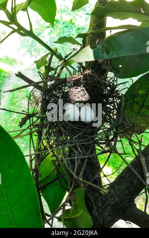 Zwei Eier befinden sich im Vogelnest, und das Nest befindet sich auf den grünen Blättern im Park. Zwei Eier befinden sich morgens im Vogelnest im Park. Stockfoto