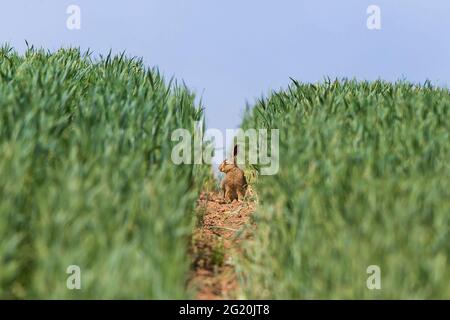 Kidderminster, Großbritannien. Juni 2021. Wetter in Großbritannien: Ein junger Leveret (junger Braunhase) kann sich an einem heißen, sonnigen Tag leicht in den gesunden Erntefeldern verstecken. Kredit: Lee Hudson/Alamy Live Nachrichten Stockfoto