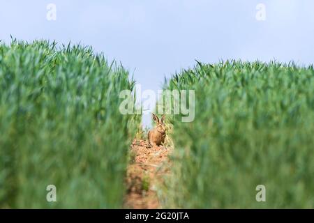 Kidderminster, Großbritannien. Juni 2021. Wetter in Großbritannien: Ein junger Leveret (junger Braunhase) kann sich an einem heißen, sonnigen Tag leicht in den gesunden Erntefeldern verstecken. Kredit: Lee Hudson/Alamy Live Nachrichten Stockfoto