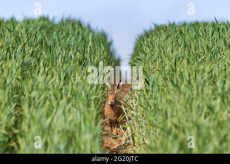 Kidderminster, Großbritannien. 7th. Juni 2021. Wetter in Großbritannien: Ein brauner Hase auf dem Land kann sich an einem heißen, sonnigen Tag leicht in den gesunden Erntefeldern verstecken. Kredit: Lee Hudson/Alamy Live Nachrichten Stockfoto