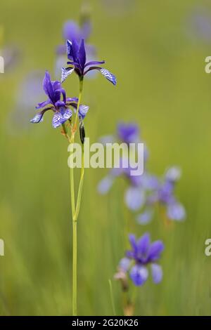 Sibirische blaue Schwertlilien im Naturschutzgebiet am Ammersee in Bayern Stockfoto