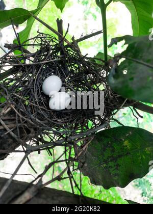 Zwei Eier befinden sich im Vogelnest, und das Nest befindet sich auf den grünen Blättern im Park. Zwei Eier befinden sich morgens im Vogelnest im Park. Stockfoto