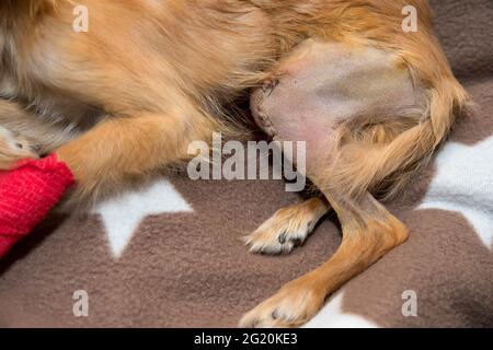 Patellarluxation bei Hund. Chirurgische Korrektur anatomischer Anomalien Stockfoto