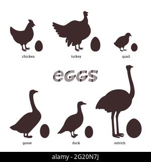 Essbare Eier. Silhouetten von verschiedenen Vögeln, Huhn, Ente, pute, Wachtel, Gans, Strauß und ihre Eier auf weißem Hintergrund. Vektor mit flachem Stil Stock Vektor