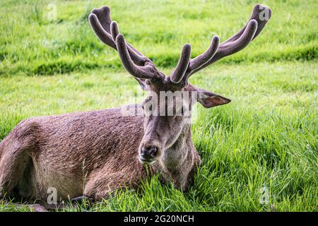 Rothirschkalb wirh pelzige Geweihe, die auf dem Gras ruhen. Stockfoto