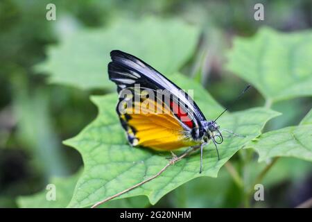 Schöner gelber Schmetterling auf dem Blatt mit grünem Hintergrund. Stockfoto