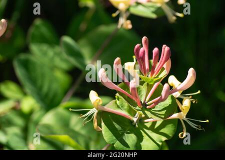 Blossom Lonicera auf Hintergrund grün Blatt im Jahr solar Tag Stockfoto