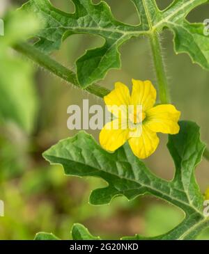 Gelbe Wassermelonenblume mit grünen Blättern.Schönheit in der Natur im Frühling Stockfoto