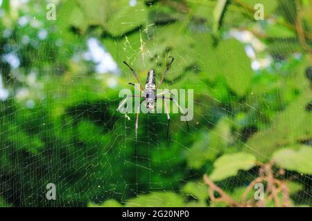 Spider sitzt auf dem Netz Nahaufnahme mit grünen und Bokeh Hintergrund für die Tapete. Stockfoto