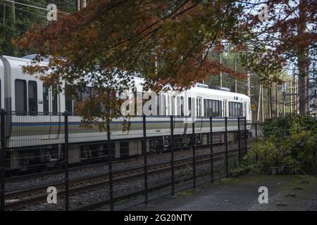 KYOTO, JAPAN - 11. Dez 2019: Kyoto, Japan-26. Nov 2019: Sagano Lokalzug fährt im Herbst durch Arashiyama. Stockfoto