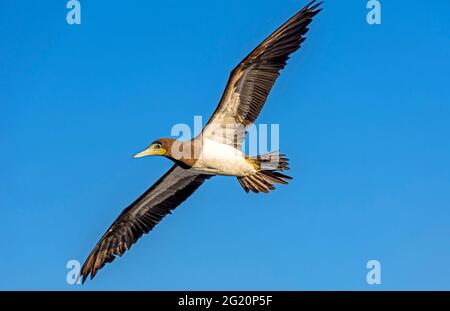 Tropische Seevögel fliegen mit offenen Flügeln und blauem Himmel dahinter Stockfoto