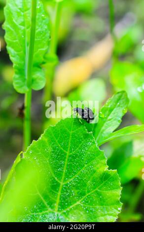 Kleine Insekten brüten auf den grünen Blättern. Paarung von Insekten auf Blättern. Insektenökosystem in freier Wildbahn. Makrofoto mit dem romantischen Konzept von klein Stockfoto