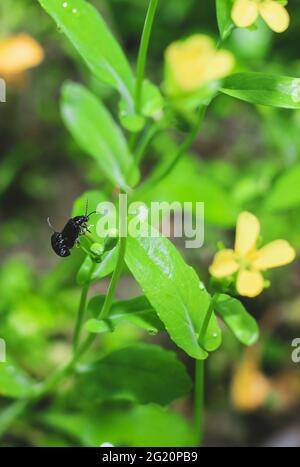 Kleine Insekten brüten auf den grünen Blättern. Paarung von Insekten auf Blättern. Insektenökosystem in freier Wildbahn. Makrofoto mit dem romantischen Konzept von klein Stockfoto