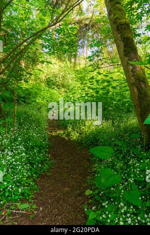 Der ruhige Pfad schlängelt sich durch einen üppigen grünen Wald mit weißen Blumen im pazifischen Nordwesten Stockfoto