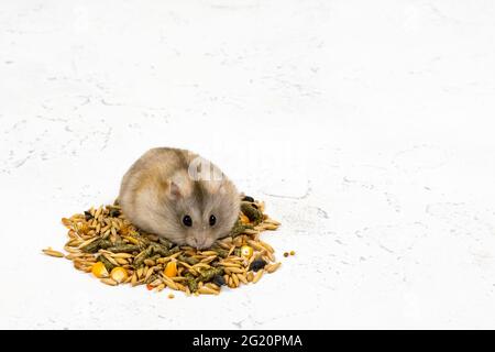 Ein flauschiger Ingwerhamster sitzt auf einem Haufen Nahrung und sieht aus. Konzept der Tierfütterung. Platz für eine Inschrift. Stockfoto