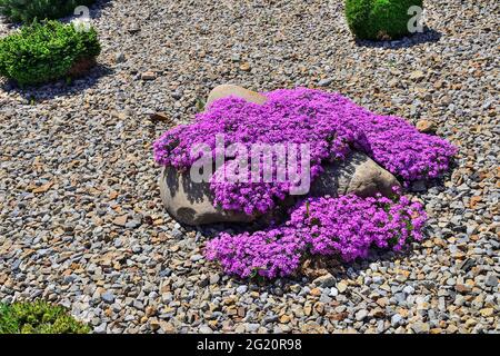 Frühjahrsblüte von rosa schleichendem Phlox - Phlox subulata oder Moos phlox im steinigen Garten. Mehrjährige Bodenabdeckung blühende Pflanze. Gartenarbeit, Blumenzucht Stockfoto