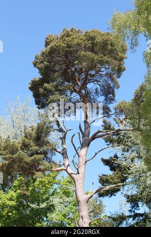 Große Schottische Kiefer mit hellblauem Himmel im vertikalen Format. Auch bekannt als Europäische rote Kiefer oder Baltische Kiefer Stockfoto