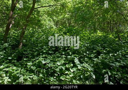 Asiatische Knospen, eine invasive Art, eine Schädlingsart in der Forstwirtschaft, überwuchert die gesamte Vegetation in einem Wald Stockfoto