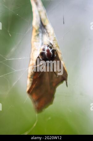 Seltene Fotografie. Neu geschlüpfte kleine Spinne auf dem Blatt, fit für Tierhintergrund. Verschwommener Hintergrund. Nest der neugeborenen Spinne. Stockfoto