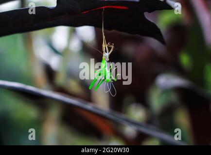 Seltene Fotografie. Grüne Heuschrecke, die ihre eigene Schale wechselt. Grasshopper ändern Schale in Blätter für Tapete. Transformation und neues Lebenskonzept. Stockfoto