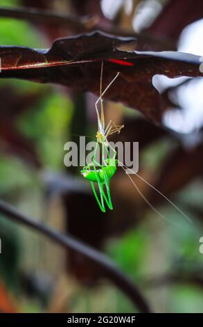 Seltene Fotografie. Grüne Heuschrecke, die ihre eigene Schale wechselt. Grasshopper ändern Schale in Blätter für Tapete. Transformation und neues Lebenskonzept. Stockfoto