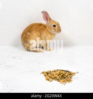 Rotschopf-Ingwerkaninchen sitzt neben dem Essen auf weißem Hintergrund Stockfoto