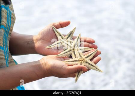 Drei Seesterne an Frauenhänden im Morgenlicht. Frau hält Seesterne, die am Strand gefunden wurden. Stockfoto