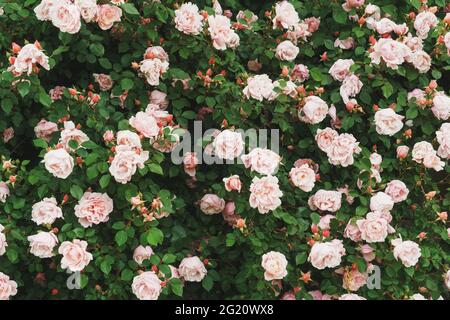 Zartrosa Rosen blühen in Blumensträußen im Garten, als Hintergrund. Blumen Stockfoto