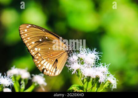 Euploea Core oder Common Indian Crow Butterfly mit süßem Nektar auf einer Blume. Makro-Schmetterlinge sammeln Honig und bestäuben. Stockfoto