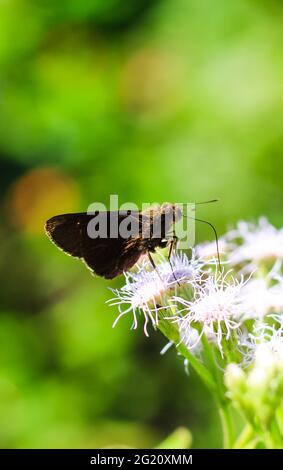 Kleiner gebrandeter Swift Butterfly oder Pelopidas Mathias oder Zwerghirse Skipper mit süßem Nektar auf einer Blume. Makro-Schmetterlinge sammeln Honig. Stockfoto