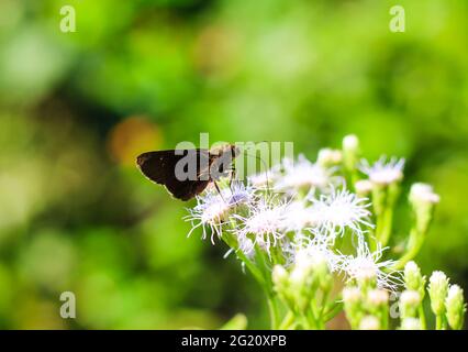 Kleiner gebrandeter Swift Butterfly oder Pelopidas Mathias oder Zwerghirse Skipper mit süßem Nektar auf einer Blume. Makro-Schmetterlinge sammeln Honig. Stockfoto