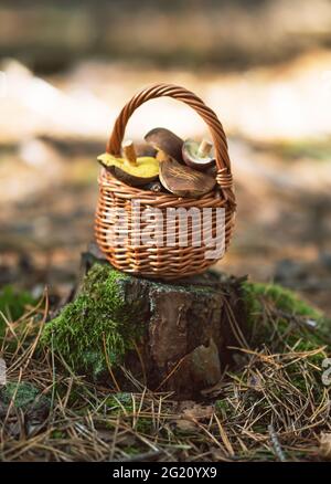 Pilzboletus im hölzernen Korbkorb auf dem Stumpf. Herbst cep Pilze im Wald geerntet. Gesunde, leckere Bio-Lebensmittel, Bio-Viands, zurück zu Natu Stockfoto