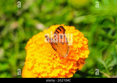 Pfau-Stiefmütterchen oder Junonia-Almanach-Schmetterling mit süßem Nektar auf einer Blume. Makro-Schmetterlinge sammeln Honig und bestäuben. Stockfoto