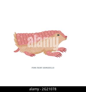 Pink Fee armadillo oder Chlamyphorus trunkatus oder Pichiciego - kleinstes Armadillo, das in Zentralargentinen endemisch ist. Einfache farbenfrohe Vektorgrafik i Stock Vektor