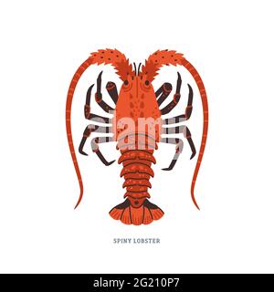 Stacheliger Hummer, langouste oder Hummer mit langen Antennen und ohne Krallen. Einfache bunte Vektor-Illustration in flacher Cartoon-Stil auf weißem Hintergrund Stock Vektor