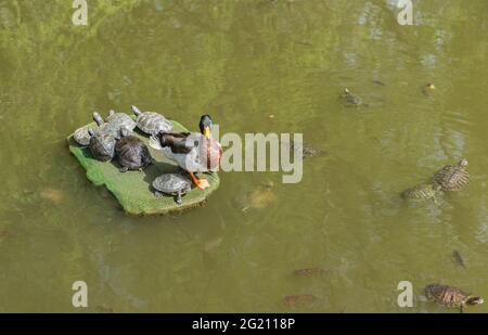 Auf einer grünen Insel in einem Teich sitzen sieben Rotohrschildkröten und ein stockard drake. Es gibt andere Schildkröten, die im Wasser schwimmen. Erzwungene Nachbarschaft Stockfoto