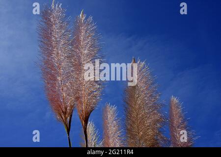 Kashphool (Catkin) blüht im Herbst meist mit schmalen Blättern an den Ufern der Flüsse in ländlichen Gebieten. Sie sind auch in den hügeligen Gebieten zu sehen. Chimbuk, Bandarban, Bangladesch. Dezember 2009. Stockfoto