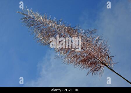 Kashphool (Catkin) blüht im Herbst meist mit schmalen Blättern an den Ufern der Flüsse in ländlichen Gebieten. Sie sind auch in den hügeligen Gebieten zu sehen. Chimbuk, Bandarban, Bangladesch. Dezember 2009. Stockfoto