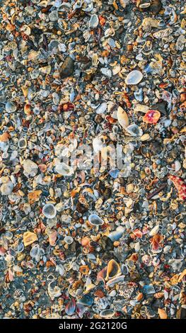 Großer Haufen mit kleinen Muscheln und anderen Meeresleben am Strand für Hintergrund und Tapete. Gemischte bunte Muscheln an der Küste. Viele verschiedene Meere Stockfoto