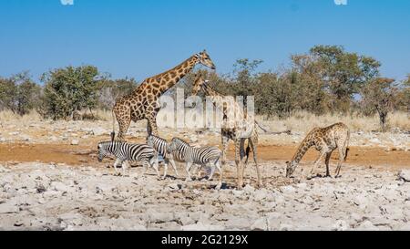 Treffen an einem Wasserloch im Etosha National Park, Namibia: Drei Giraffen trinken, während einige Zebras friedlich vorbei gehen Stockfoto