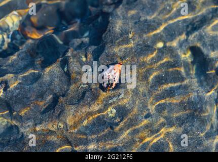 Seltene Fotografie, lebende Muschelsuppe auf dem Felsen unter Wasser. Lebende Muschel unter Wasser. Unterwasserfotografie. Stockfoto