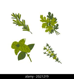 Kulinarisches Kraut. Gemeinsame aromatische Kochkräuter auf weißem Hintergrund. Handgezeichnete flache Vektorgrafik Stock Vektor