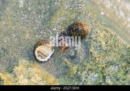 Seltene Fotografie, lebende Muschelsuppe auf dem Felsen unter Wasser. Lebende Muschel unter Wasser. Unterwasserfotografie. Stockfoto