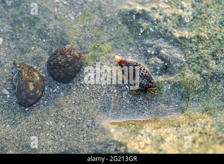 Seltene Fotografie, lebende Muschelsuppe auf dem Felsen unter Wasser. Lebende Muschel unter Wasser. Unterwasserfotografie. Stockfoto